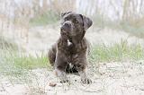CANE CORSO 532